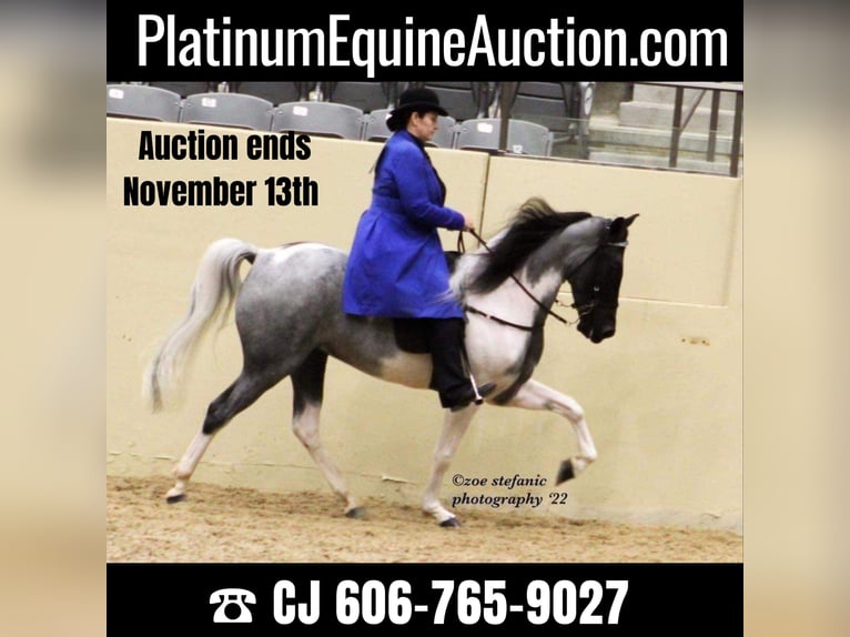 Tennessee Walking Horse Castrone 10 Anni 152 cm Tobiano-tutti i colori in Whitley city kY