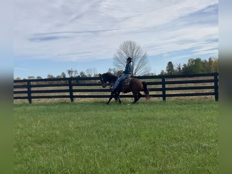 Tennessee Walking Horse Castrone 10 Anni 155 cm Baio ciliegia in Yosemite, KY