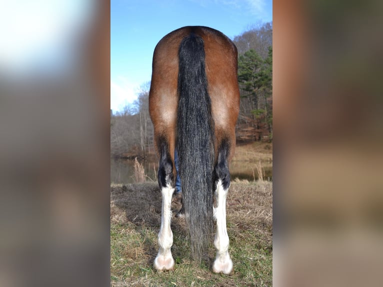 Tennessee Walking Horse Castrone 10 Anni 155 cm Baio roano in Salyersville KY