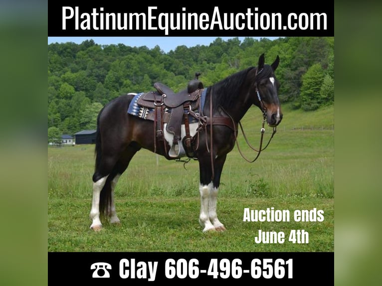 Tennessee Walking Horse Castrone 10 Anni 155 cm Tobiano-tutti i colori in Salyersville KY