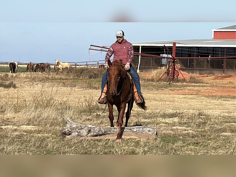 Tennessee Walking Horse Castrone 10 Anni 160 cm Sauro ciliegia in Wichita Falls