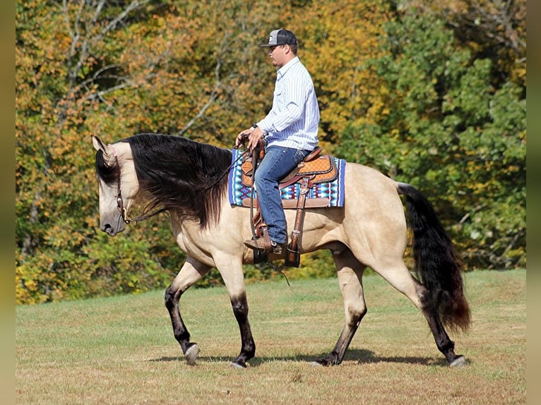 Tennessee Walking Horse Castrone 10 Anni 165 cm Pelle di daino in Corinth MS
