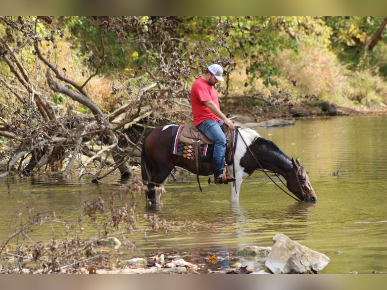 Tennessee Walking Horse Castrone 10 Anni Baio ciliegia in Sanora KY