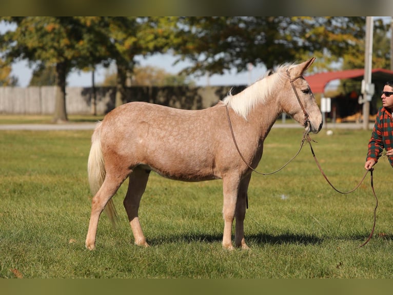 Tennessee Walking Horse Castrone 10 Anni Palomino in Effingham IL