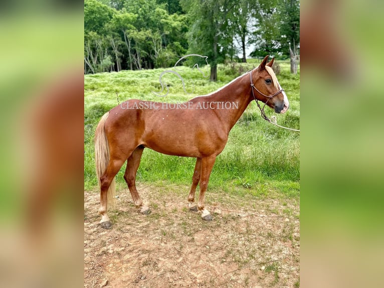 Tennessee Walking Horse Castrone 11 Anni 142 cm Sauro ciliegia in Tompkinsville, KY
