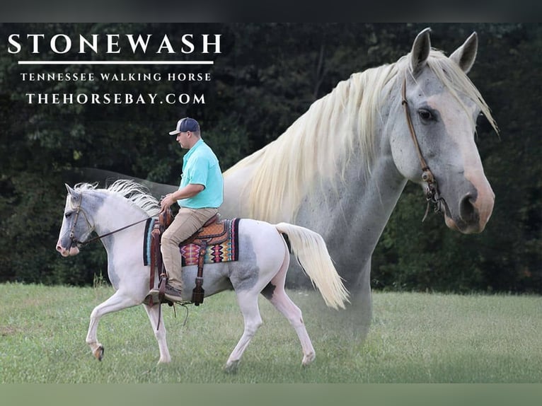 Tennessee Walking Horse Castrone 11 Anni 150 cm Tobiano-tutti i colori in Parkers Lake, KY