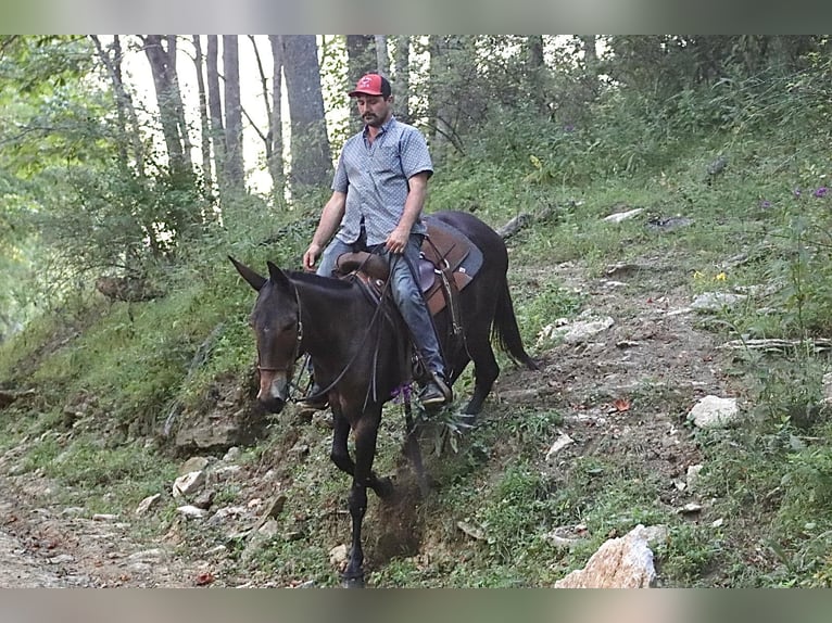 Tennessee Walking Horse Castrone 11 Anni 152 cm Baio ciliegia in Destin, FL