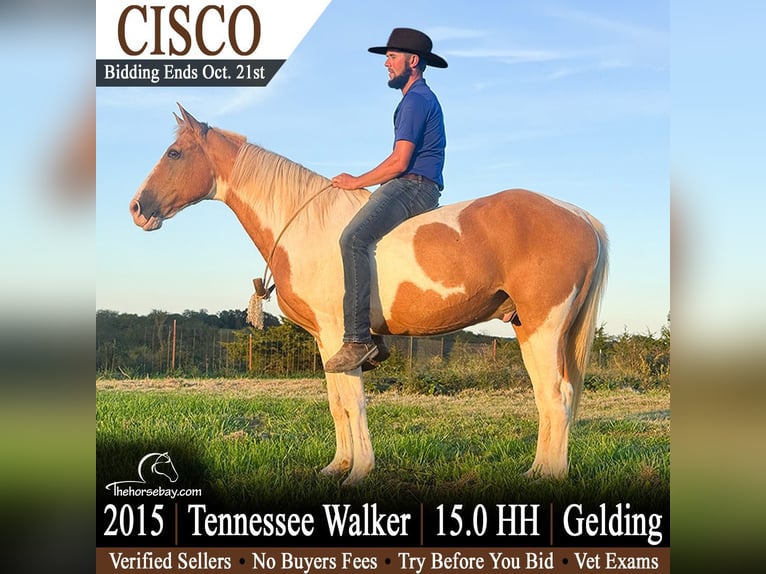 Tennessee Walking Horse Castrone 11 Anni 152 cm Palomino in Lamoni, IA
