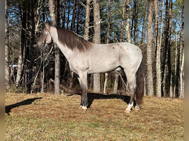 Tennessee Walking Horse Castrone 11 Anni 152 cm Roano blu in Whitley City KY