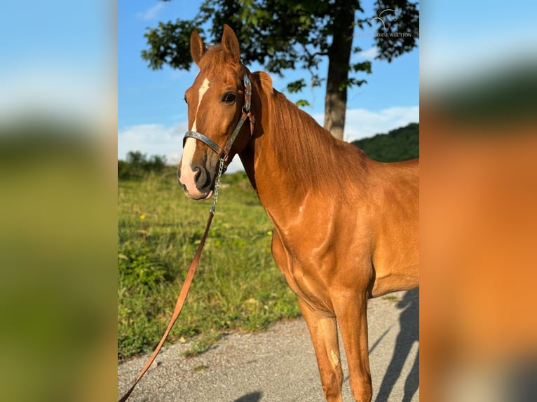 Tennessee Walking Horse Castrone 11 Anni 152 cm Sauro ciliegia in Sneedville,TN