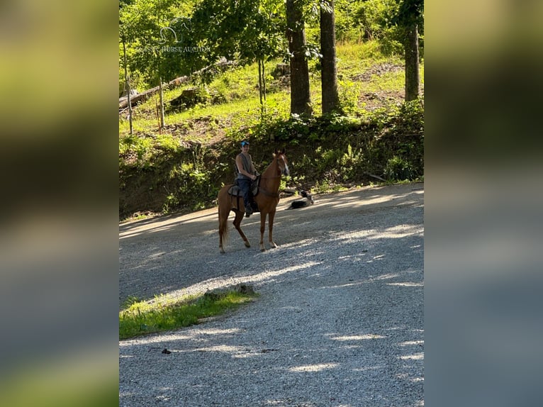 Tennessee Walking Horse Castrone 11 Anni 152 cm Sauro ciliegia in Sneedville,TN