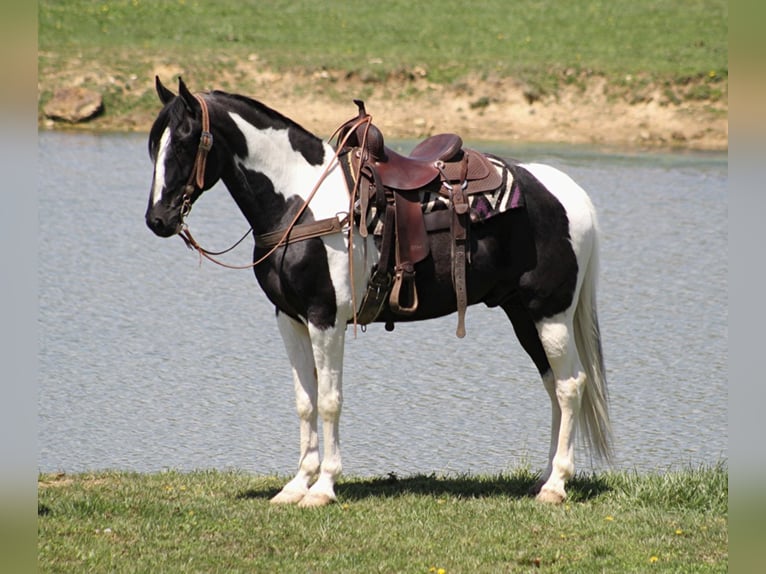 Tennessee Walking Horse Castrone 11 Anni 163 cm Tovero-tutti i colori in Whitley City KY