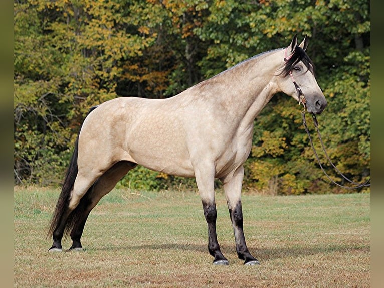 Tennessee Walking Horse Castrone 11 Anni 165 cm Pelle di daino in Corinth MS