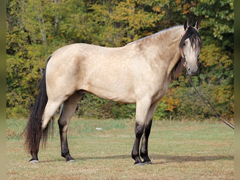 Tennessee Walking Horse Castrone 11 Anni 165 cm Pelle di daino in Corinth MS