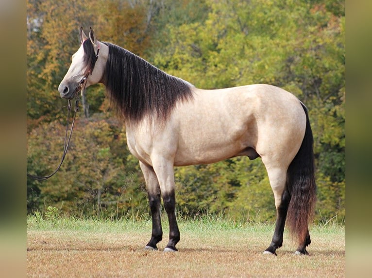 Tennessee Walking Horse Castrone 11 Anni 165 cm Pelle di daino in Corinth MS