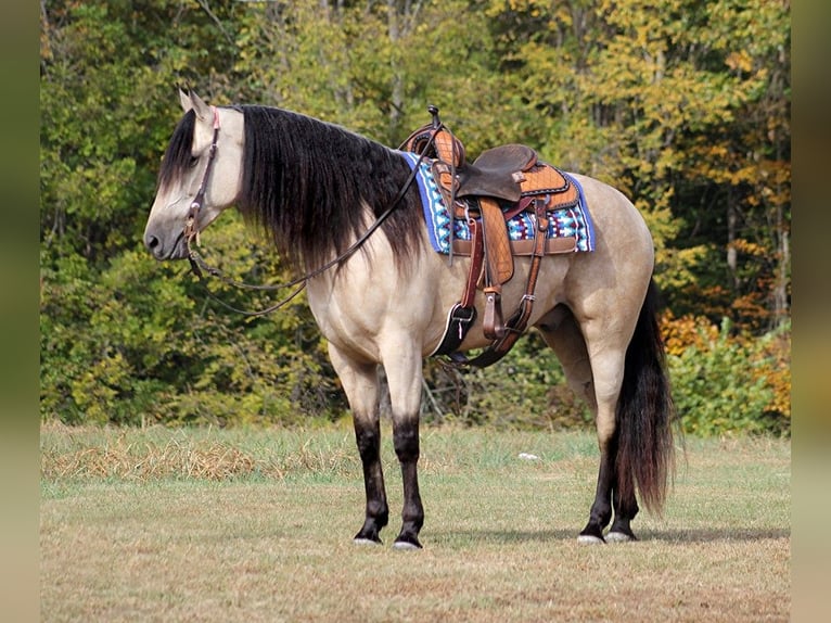 Tennessee Walking Horse Castrone 11 Anni 165 cm Pelle di daino in Corinth MS