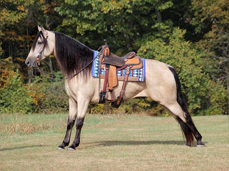 Tennessee Walking Horse Castrone 11 Anni 165 cm Pelle di daino in Corinth MS