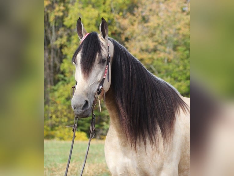 Tennessee Walking Horse Castrone 11 Anni 165 cm Pelle di daino in Corinth MS