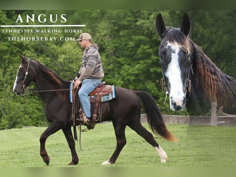 Tennessee Walking Horse Castrone 11 Anni Morello in Parkers Lake, KY