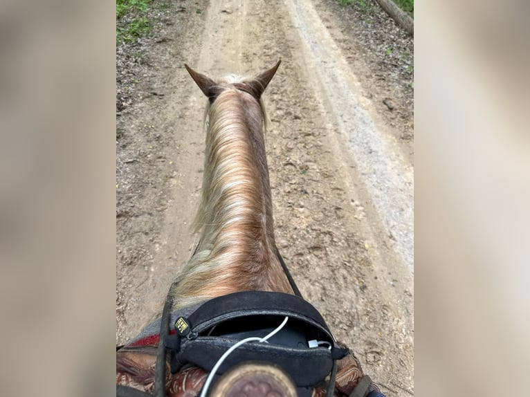 Tennessee Walking Horse Castrone 12 Anni 132 cm Roano rosso in Gerald, MO