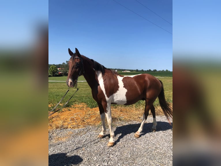 Tennessee Walking Horse Castrone 12 Anni 152 cm Baio ciliegia in Campbellsville, KY