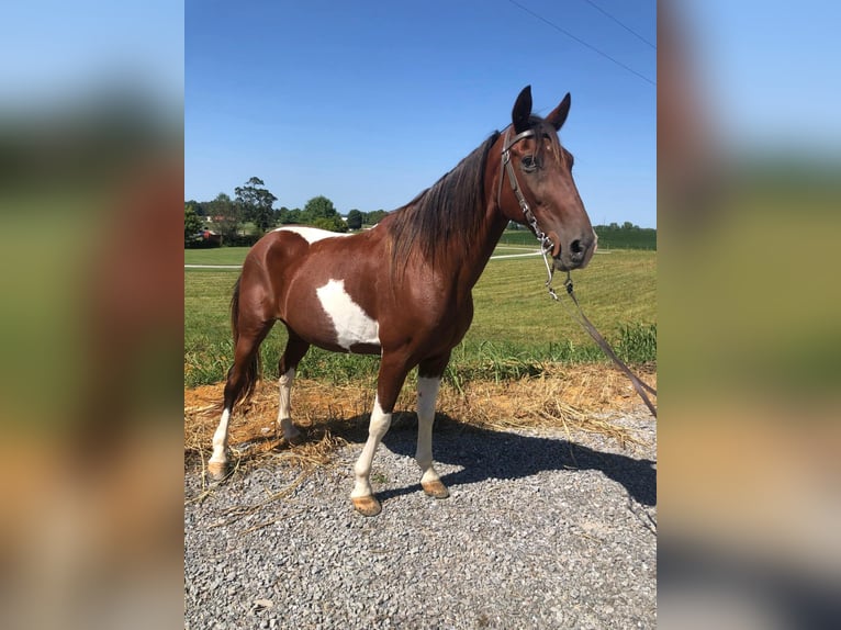 Tennessee Walking Horse Castrone 12 Anni 152 cm Baio ciliegia in Campbellsville, KY