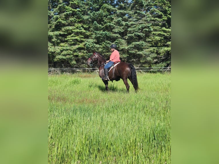 Tennessee Walking Horse Castrone 12 Anni 152 cm Morello in Boon, MI
