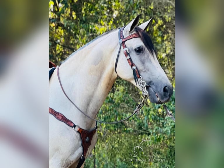 Tennessee Walking Horse Castrone 12 Anni 152 cm Pelle di daino in Petersburg, TN