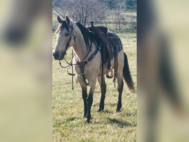 Tennessee Walking Horse Castrone 12 Anni 152 cm Pelle di daino in Petersburg, TN