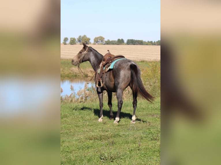 Tennessee Walking Horse Castrone 12 Anni 152 cm Pelle di daino in Charleston, KY