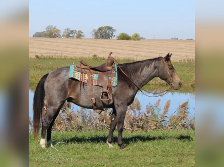 Tennessee Walking Horse Castrone 12 Anni 152 cm Pelle di daino in Charleston, KY