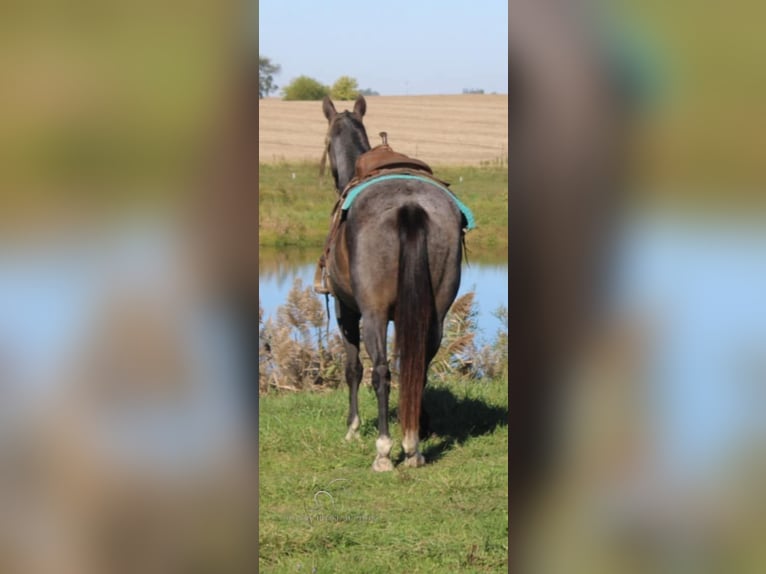 Tennessee Walking Horse Castrone 12 Anni 152 cm Pelle di daino in Charleston, KY