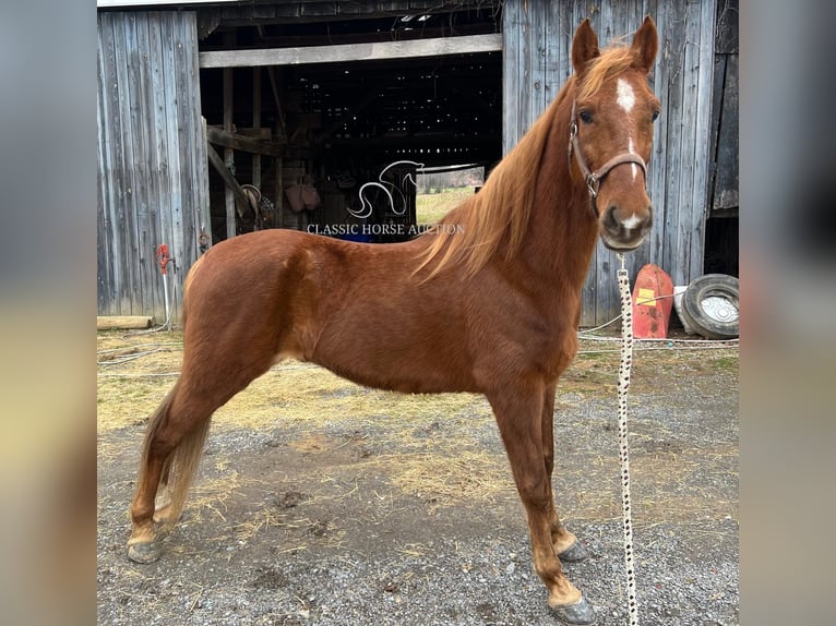 Tennessee Walking Horse Castrone 12 Anni 152 cm Sauro ciliegia in Breeding, KY