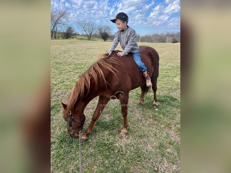 Tennessee Walking Horse Castrone 12 Anni 152 cm Sauro ciliegia in Breeding, KY