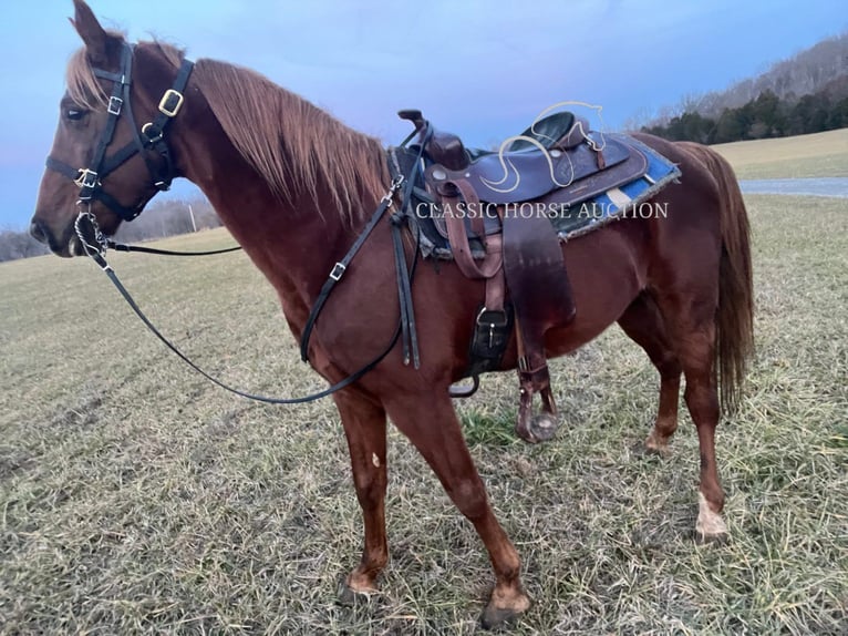 Tennessee Walking Horse Castrone 12 Anni 152 cm Sauro ciliegia in Breeding, KY