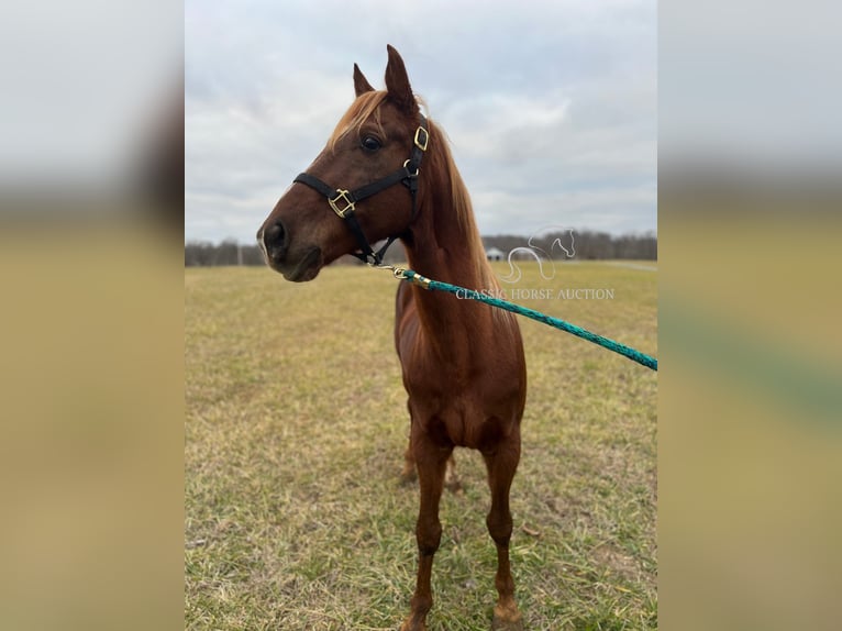 Tennessee Walking Horse Castrone 12 Anni 152 cm Sauro ciliegia in Breeding, KY