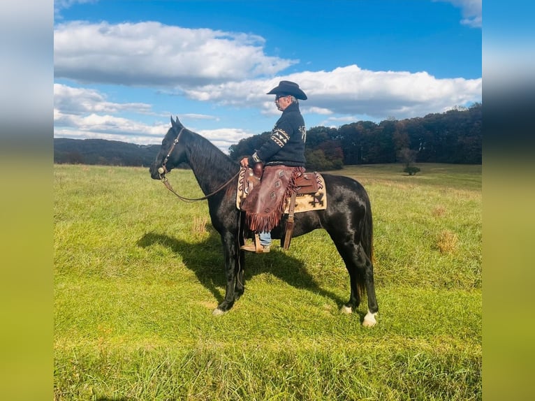 Tennessee Walking Horse Castrone 12 Anni 155 cm Morello in Waynesboro