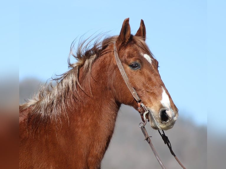 Tennessee Walking Horse Castrone 12 Anni 155 cm Sauro ciliegia in Jamestown KY
