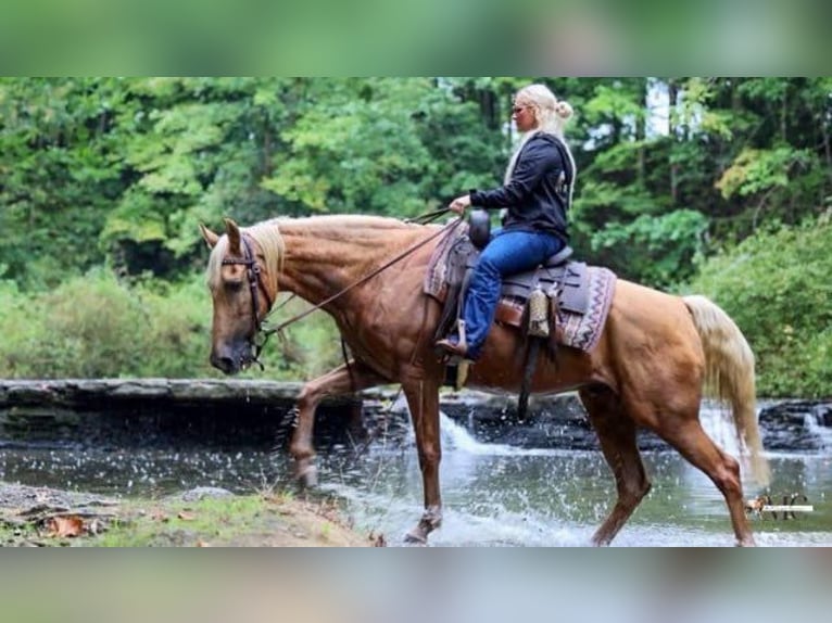 Tennessee Walking Horse Castrone 12 Anni 160 cm Palomino in North Bloomfield