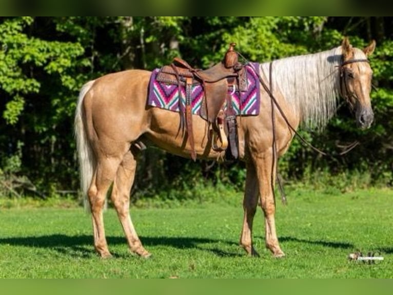 Tennessee Walking Horse Castrone 12 Anni 160 cm Palomino in North Bloomfield