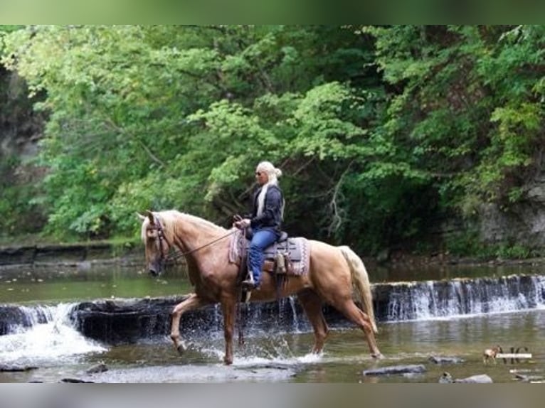 Tennessee Walking Horse Castrone 12 Anni 160 cm Palomino in North Bloomfield