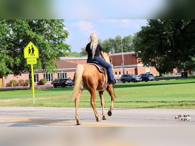 Tennessee Walking Horse Castrone 12 Anni 160 cm Palomino in North Bloomfield