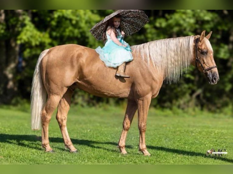 Tennessee Walking Horse Castrone 12 Anni 160 cm Palomino in North Bloomfield