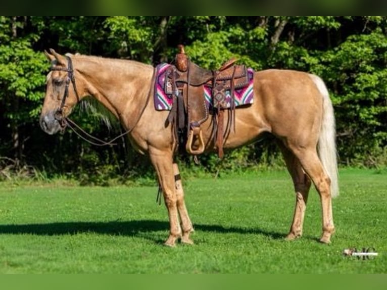 Tennessee Walking Horse Castrone 12 Anni 160 cm Palomino in North Bloomfield