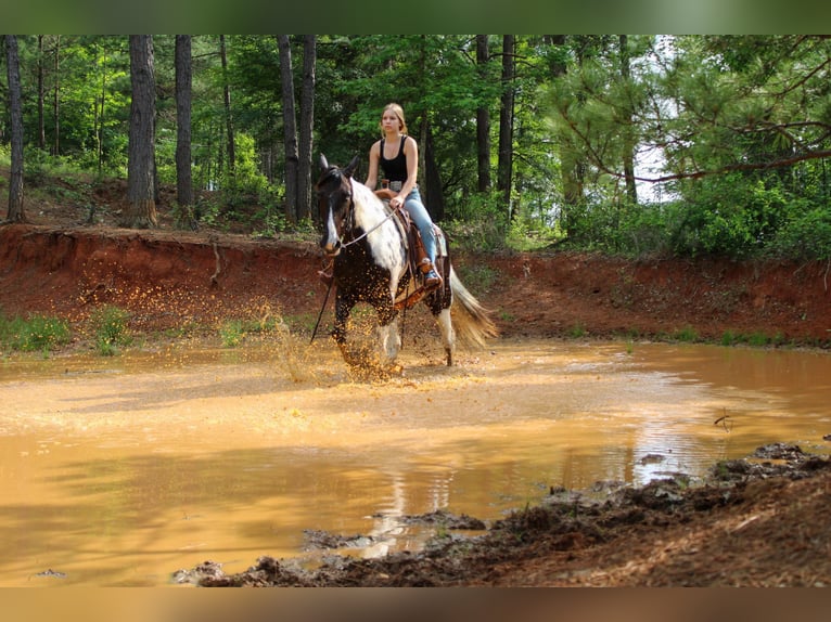 Tennessee Walking Horse Castrone 12 Anni 165 cm Tobiano-tutti i colori in Rusk TX