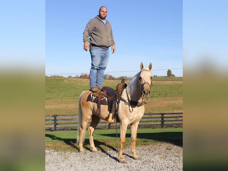 Tennessee Walking Horse Castrone 12 Anni Palomino in Mount vernon KY