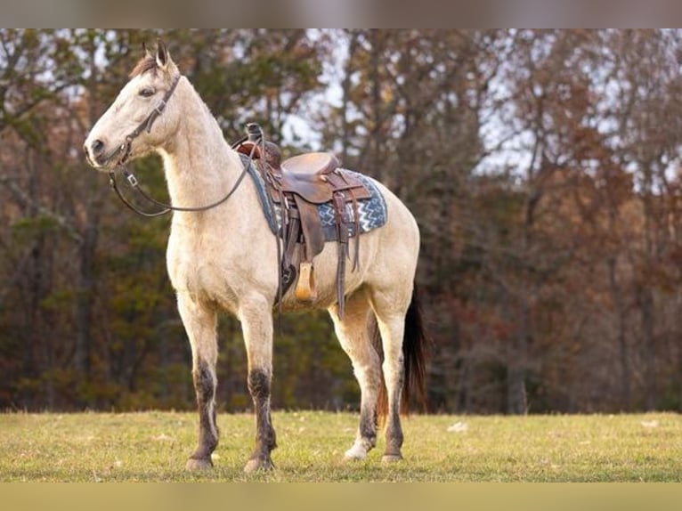 Tennessee Walking Horse Castrone 12 Anni Pelle di daino in Everett, PA