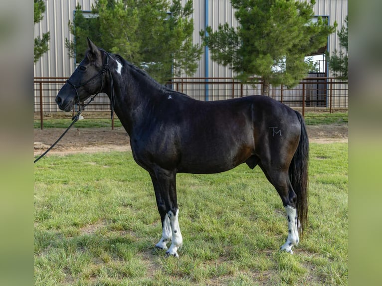 Tennessee Walking Horse Castrone 12 Anni Tobiano-tutti i colori in Weatherford TX