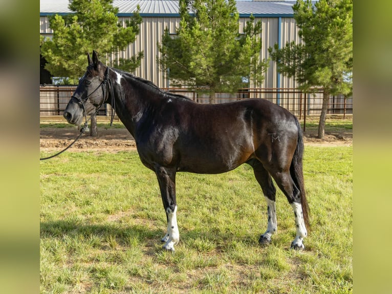 Tennessee Walking Horse Castrone 12 Anni Tobiano-tutti i colori in Weatherford TX