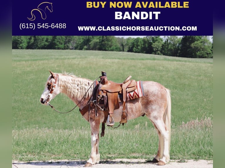 Tennessee Walking Horse Castrone 13 Anni 132 cm Roano rosso in Gerald, MO